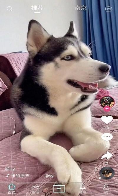 抖宠app下载,抖宠,宠物app,短视频app