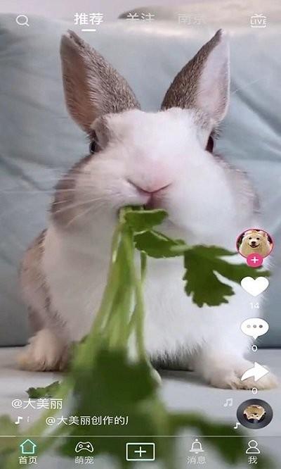 抖宠app下载,抖宠,宠物app,短视频app